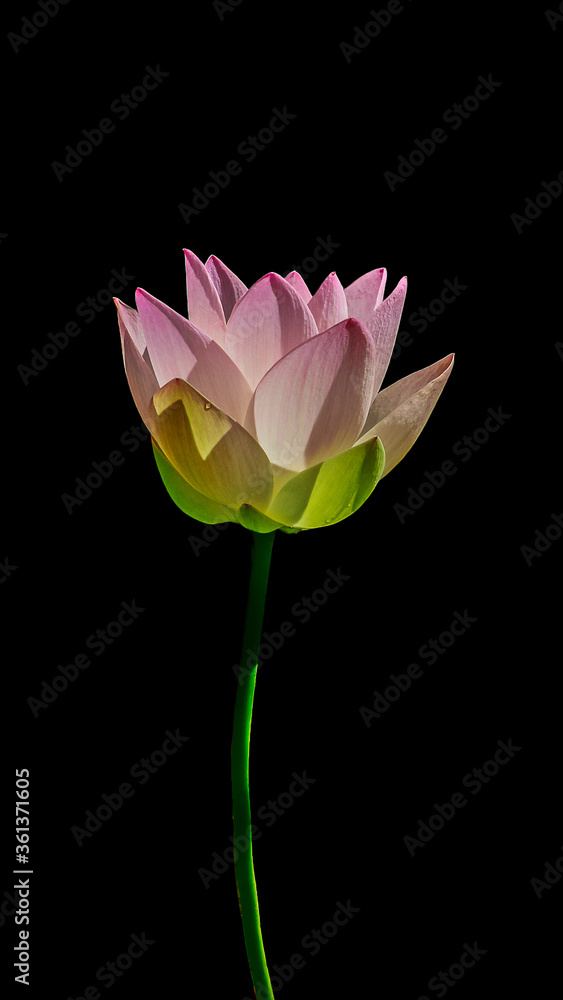 Fototapeta premium lotus flower isolated on black