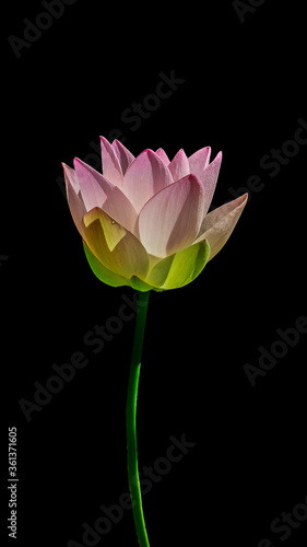 lotus flower isolated on black