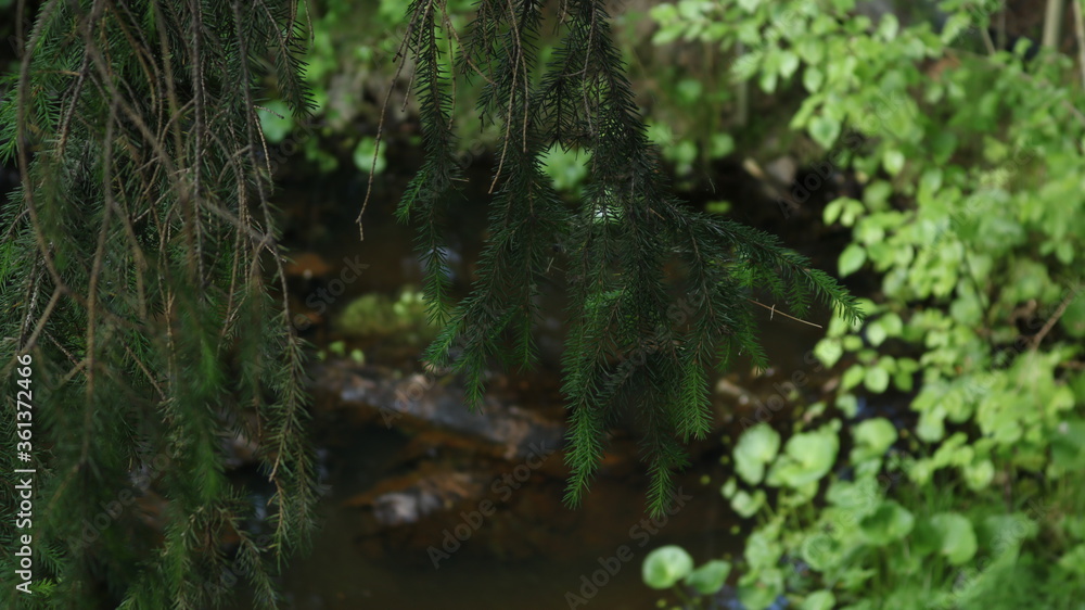 green hanging branches of an old spruce against the background of a swamp in an overgrown dense summer forest green hanging branches of an old spruce against the background of a swamp in an overgrown dense summer forest