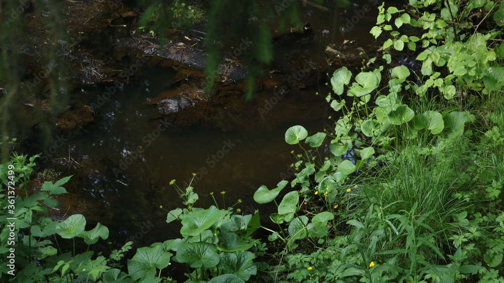 boggy stream in a dense overgrown forest with rotten snags and lush vegetation around boggy stream in a dense overgrown forest with rotten snags and lush vegetation around