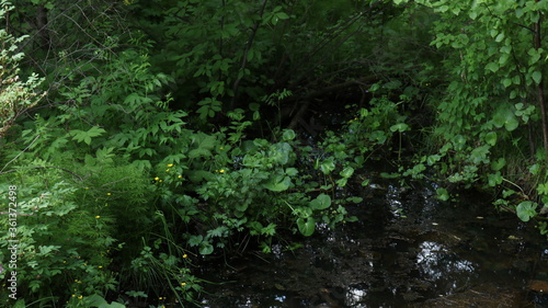 a view of a swampy little river in a dense overgrown forest or park