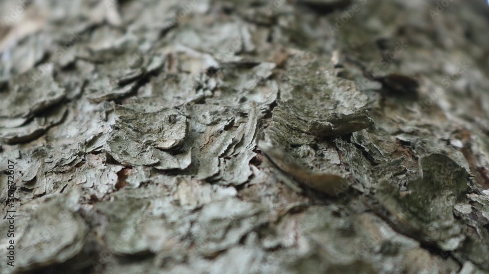 a fragment of pine bark with a clear detail of the particles and layers in a blurry frame a fragment of pine bark with a clear detail of the particles and layers in a blurry frame