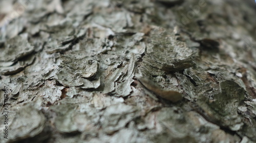 a fragment of pine bark with a clear detail of the particles and layers in a blurry frame