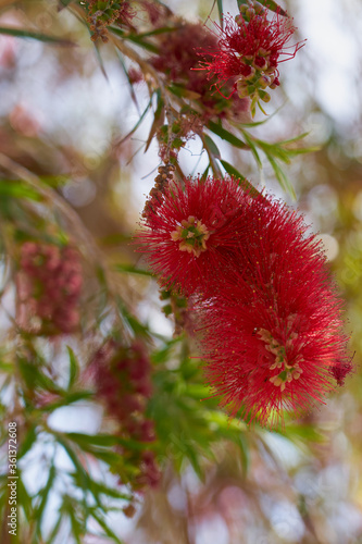 Red flowers of Bottlebrush Callistemon Citrinus in Crete, Greece with blurred background bokeh. Copy space.