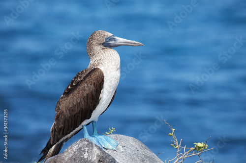 Blue-Footed Booby, Sula nebouxii, from the Galapagos Islands photo
