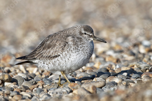 winter/ non breeding plumage Knot/ Red Knot photo