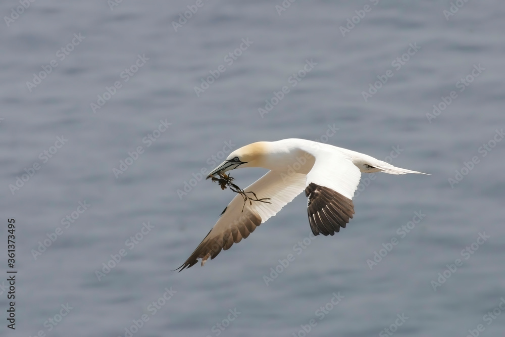 Obraz premium Northern Gannet, Sula leucogaster, in flight with nesting material