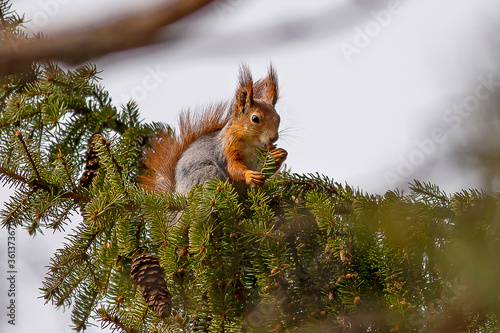 squirrel on a tree © Matz Glantz