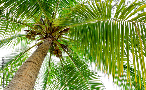 beautiful palm tree