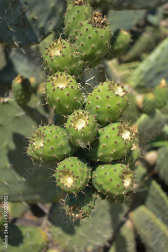 green prickly pears cactus close up