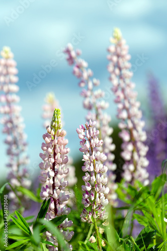 Flowers of pink lupin on the field in natural sunlight.