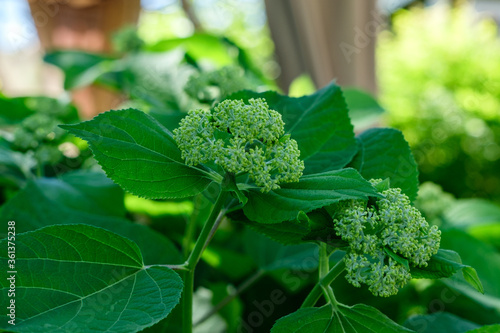 Green leaves and young mutons of unblown hydrangea. photo