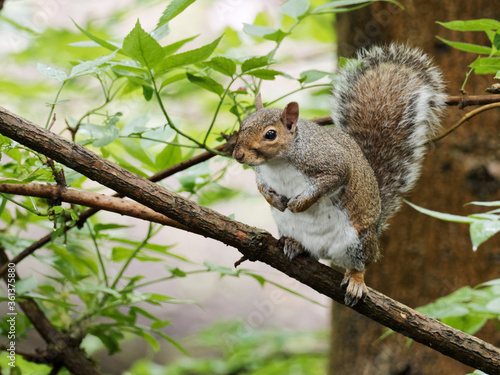 A grey squirrel (Sciurus carolinensis) sat on a branch in a tree on a dizzly afternoon © chris