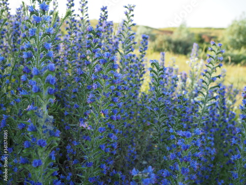 Meadow with blue flowers of the blueweed . Viper's Bugloss, Blueweed, Echium vulgare photo