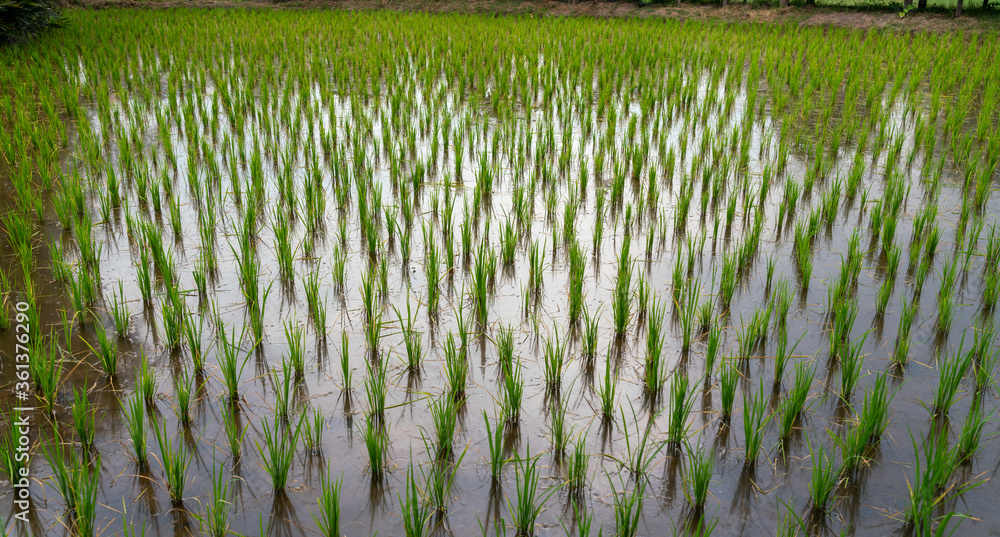 Obraz premium Rice fields