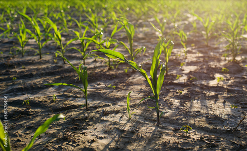 Sprouts of corn grow on a dry field. Field at sunset