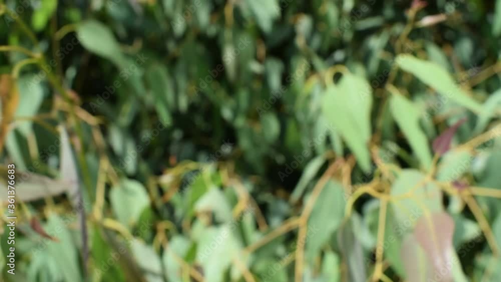 blurred swaying eucalyptus tree for background blurred swaying eucalyptus tree for background