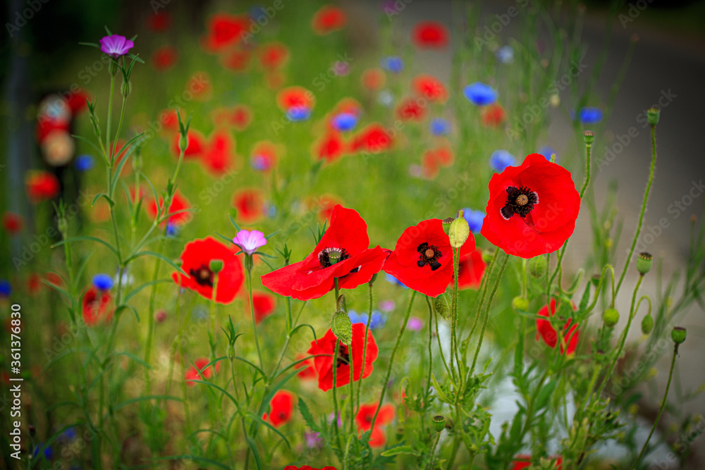 Obraz premium corn poppies