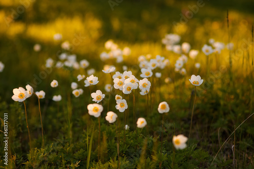 Forest Anemone Flowers at Sunset. White Anemone Nemorosa Flowers in the Forest. Wild Anemone  Windflowers  Wood Anemone  Thimbleweed.