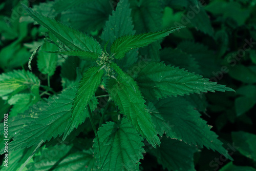 close up of hemp leaves