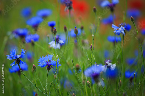 cornflowers