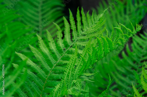 green fern leaves