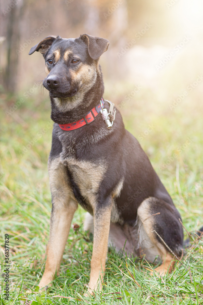 A breedless dog in a red collar on a walk in the autumn forest. A breedless dog in a red collar on a walk in the autumn forest.