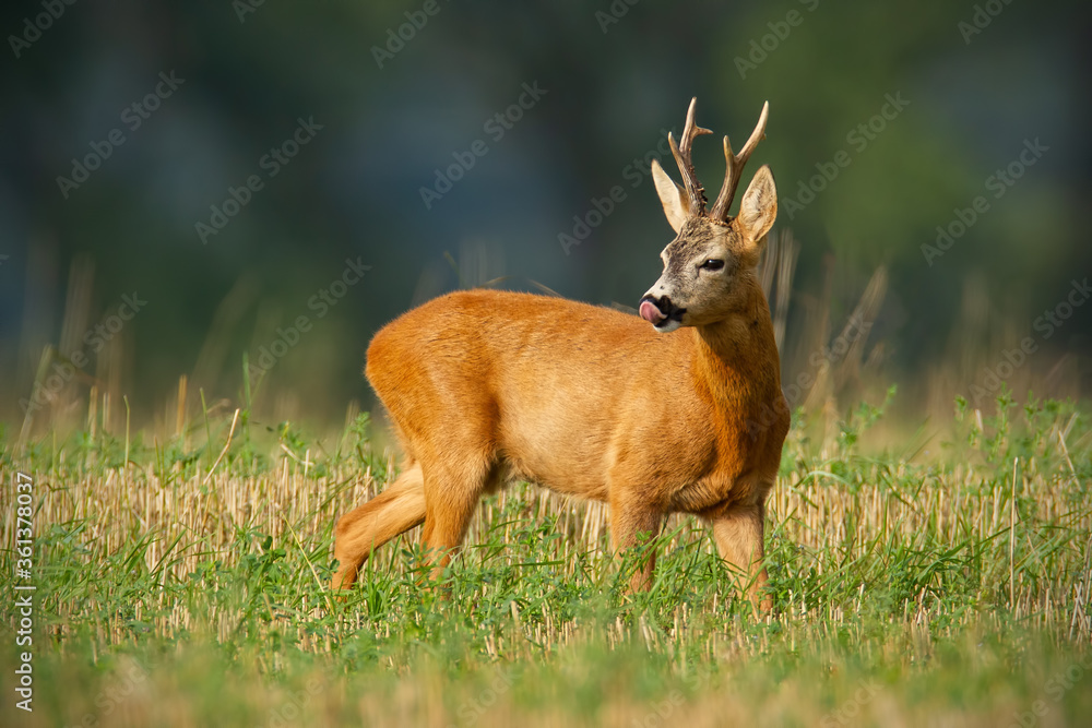 Naklejka premium Attentive roe deer, capreolus capreolus, buck standing on stubble field and and licking his nose with tongue. Male mammal with antlers observing territory in summer nature.