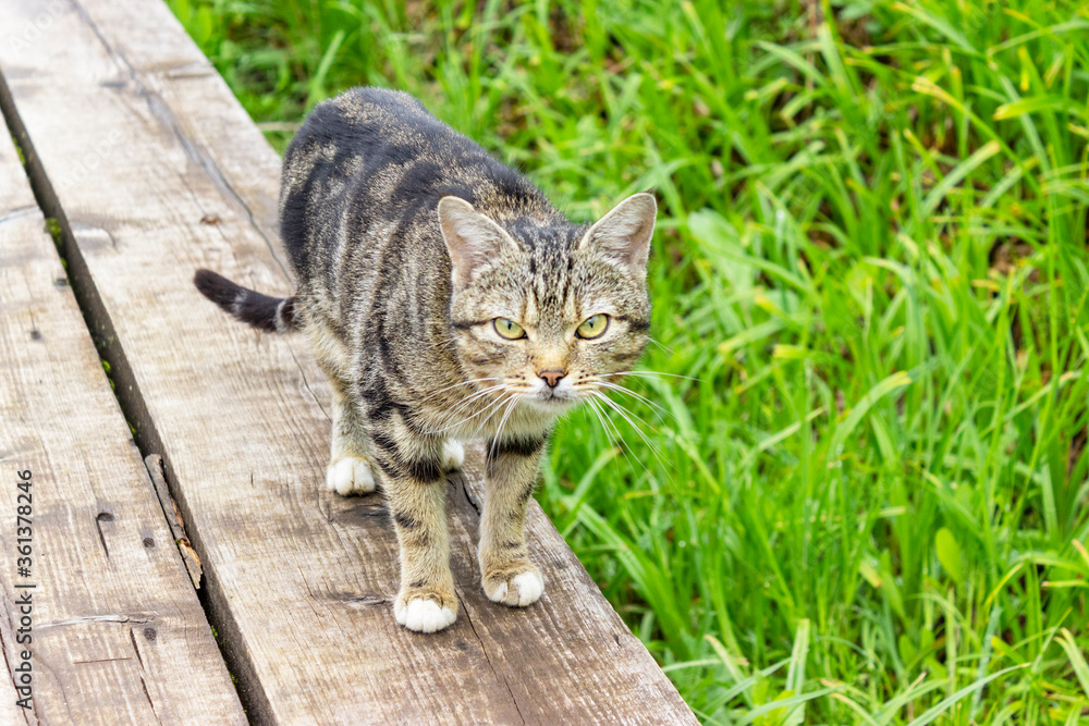 a young cat walks on a wooden surface next to the grass and looks at the camera with large green eyes. concept of animal protection and prevention from ticks and fleas a young cat walks on a wooden surface next to the grass and looks at the camera with large green eyes. concept of animal protection and prevention from ticks and fleas