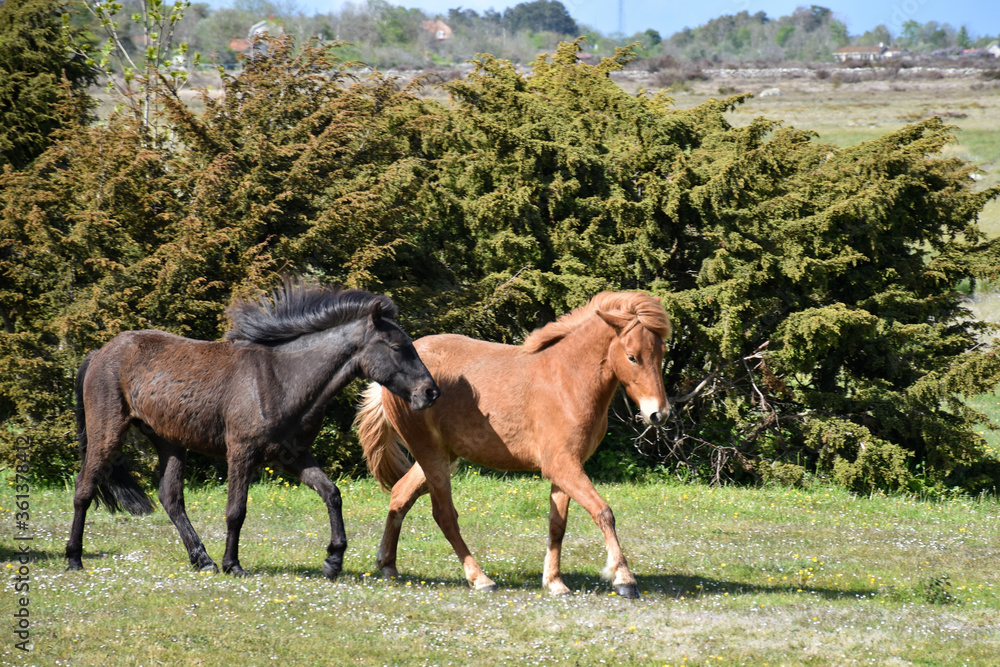 Obraz premium Two horses in a grassland with junipers