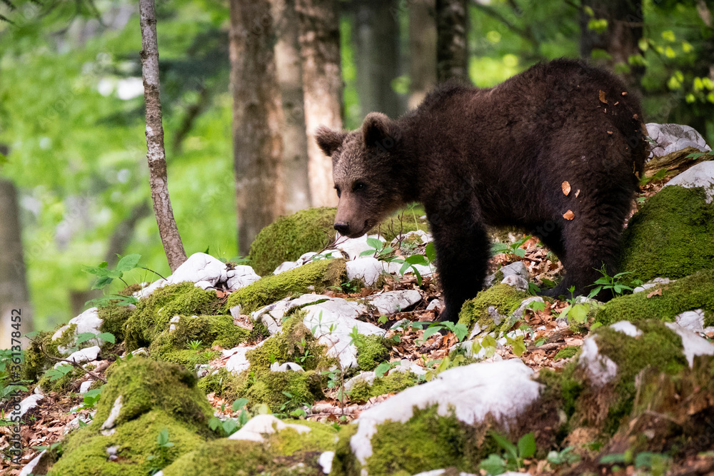 Oso pardo europeo. Ursus arctos arctos Oso pardo europeo. Ursus arctos arctos