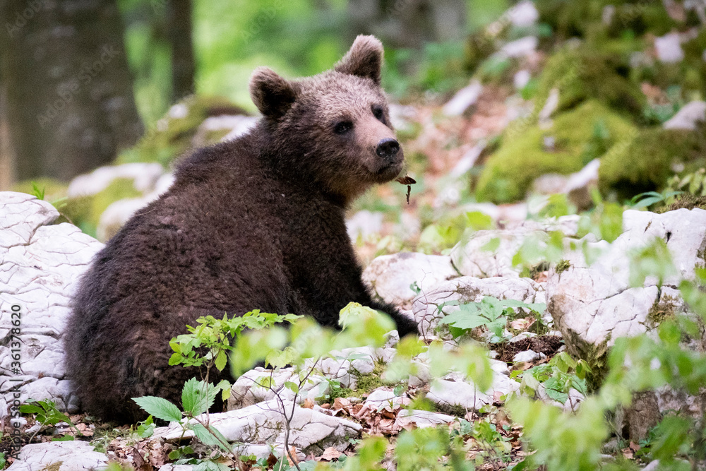 Fototapeta premium Oso pardo europeo. Ursus arctos arctos