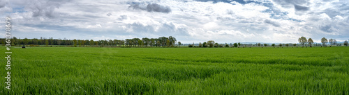 Landwirt spritzt im Fr  hjahr seinen Getreidebestand mit einer Feldspritze gegen Blattfleckenkrankheit und Halmbruch. Landwirtschaftliches Symbolfoto.