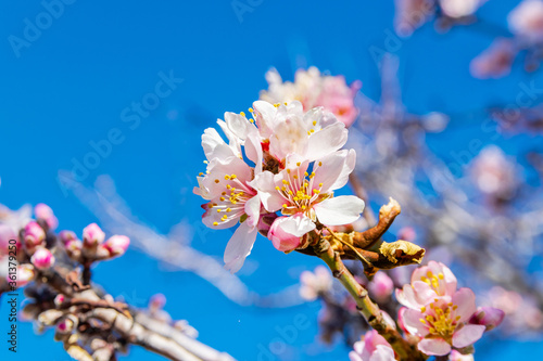 Almond blossoms at their best.