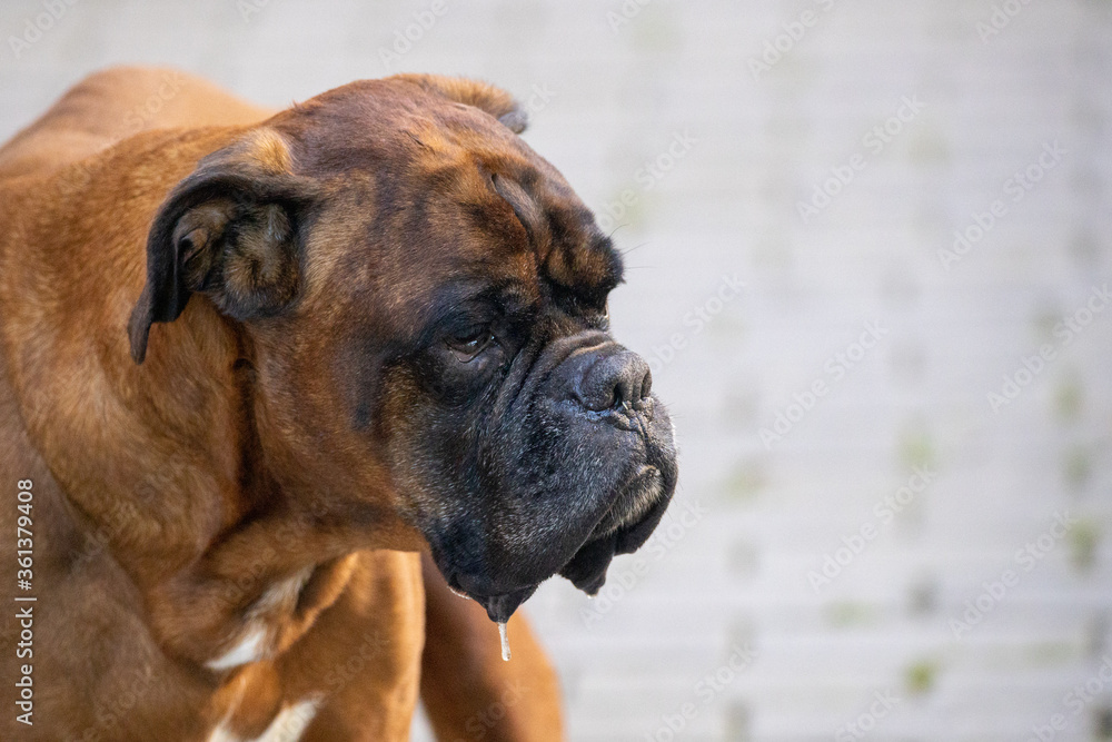 Boxer dog mature animal portrait with copy space background.