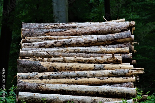 A stack of wood in the forest
