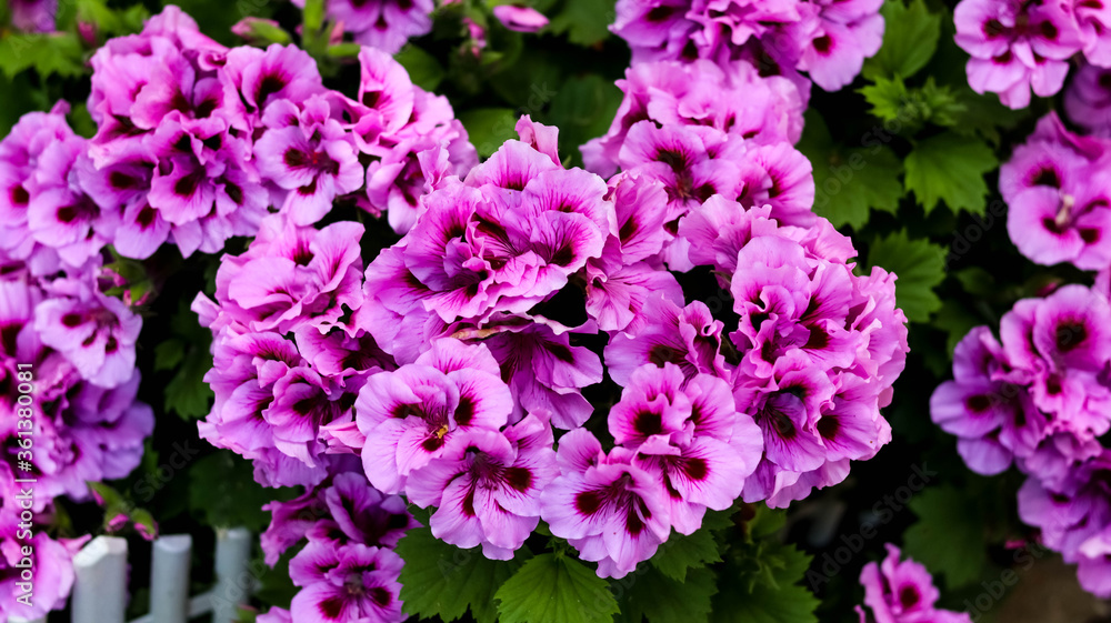 Pink and purple geranium in the garden Pink and purple geranium in the garden