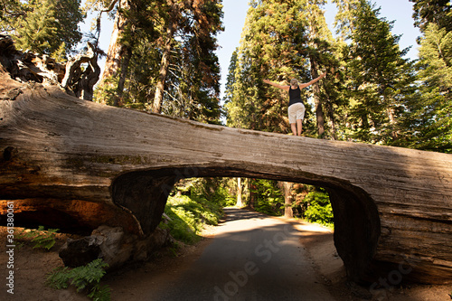 Mujer subida en sequoia, California. photo