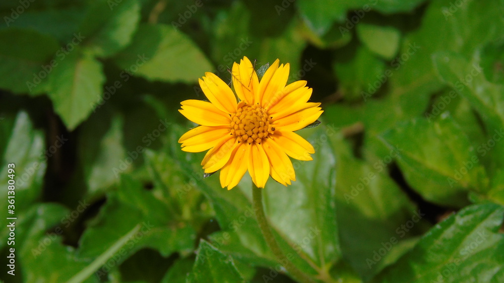 yellow flower in the sun yellow flower in the sun