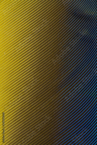Beautiful Bright Blue and Yellow Parrot Feather Close up Detail Texture. Abstract Pattern Background