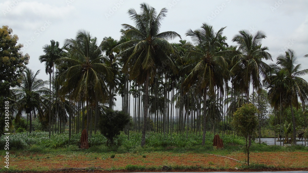 palm trees in the park