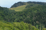 Mountain with a forest in la Vall d'Aran / Montaña con un bosque en la Vall d'Aran (Catalonia, Spain)
