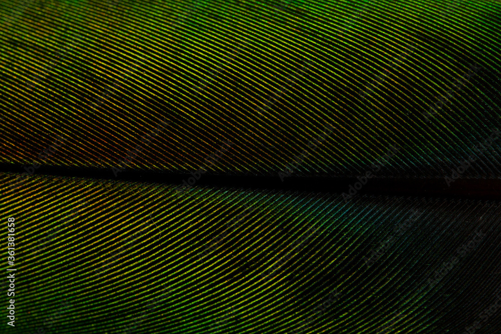 Obraz premium Beautiful Bright Metal Green Feather Close up Detail Texture. Abstract Pattern Background
