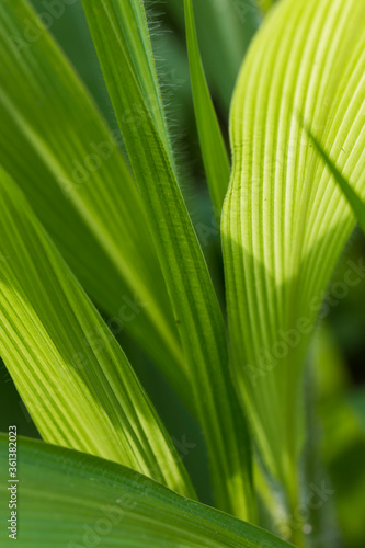 Green leaves pattern vertical background, Natural background and wallpaper