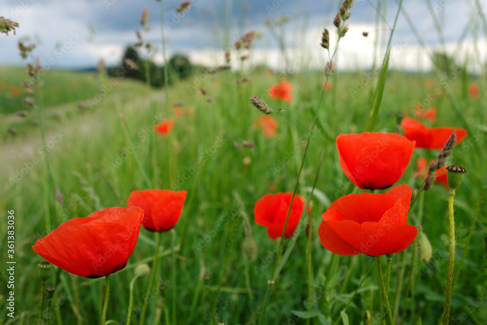 Graslandschaft mit blühenden Mohnblumen - Stockfoto Graslandschaft mit blühenden Mohnblumen - Stockfoto