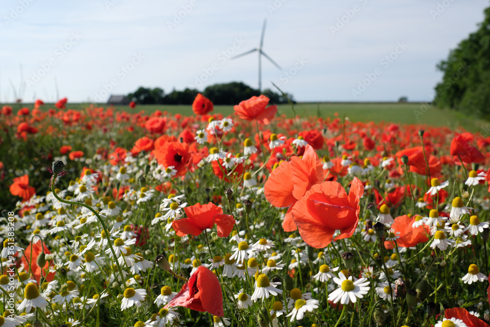 Blühendes Feld mit Mohnblumen und Kamille vor Windrad - Stockfoto