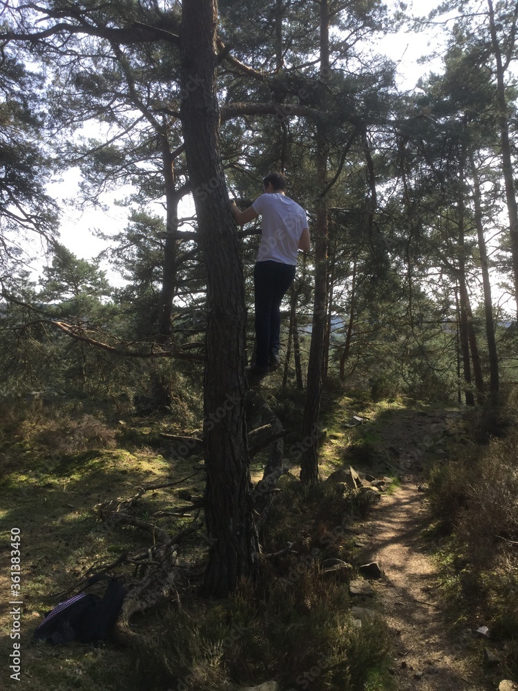 Obraz premium Man climbing a tree in the woods