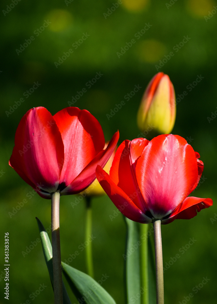 Naklejka premium Closeup of red tulips in bloom