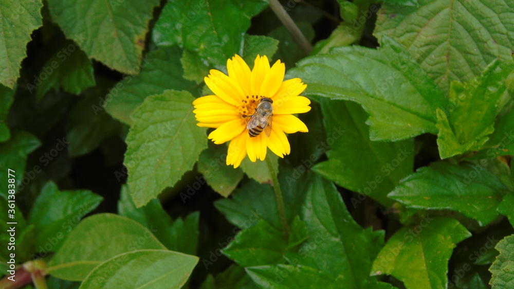 bee on yellow flower bee on yellow flower