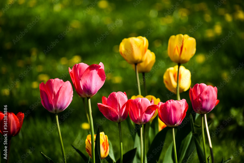 Pink and yellow tulips in bloom
